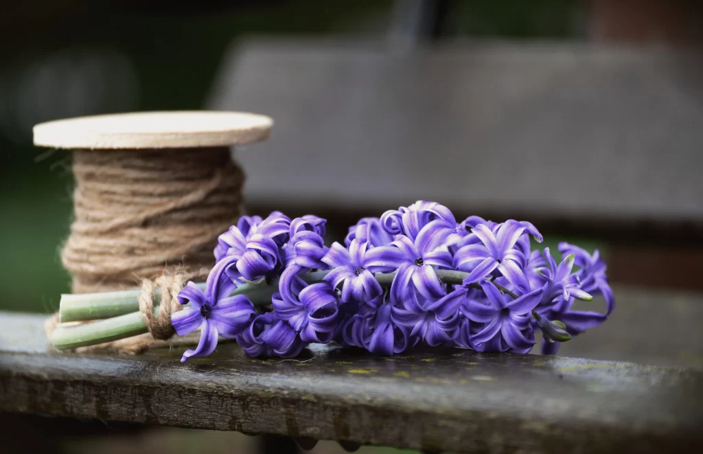 Purple Hyacinth Dense Petals Twine