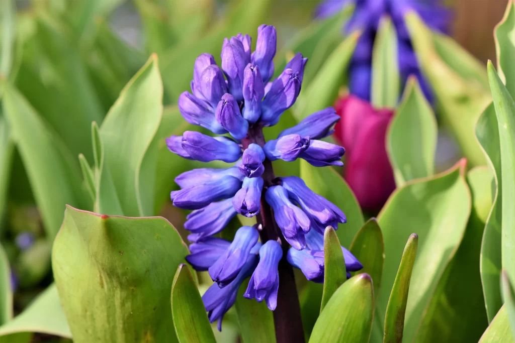 Purple Hyacinth Dense Petals Green warm Leaves