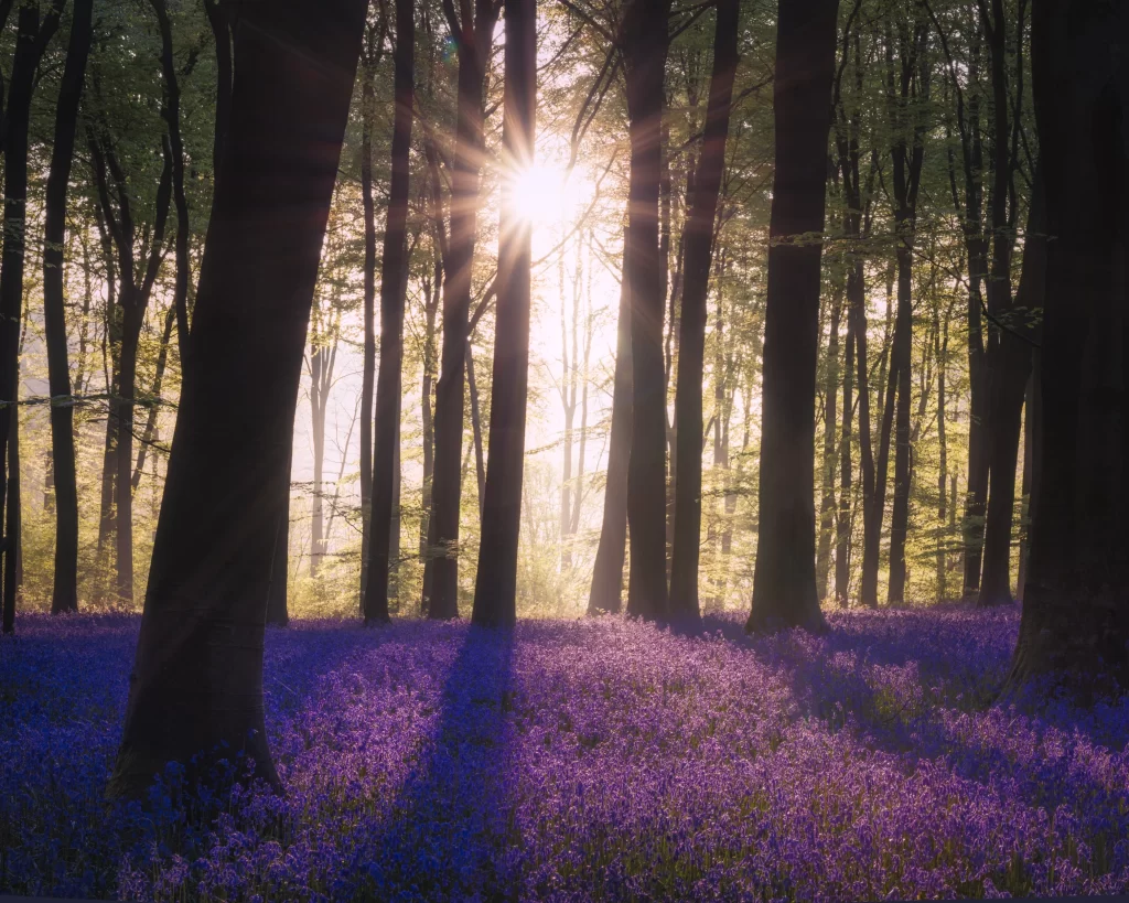 Purple Hyacinth Forest Blooms Sunlight Rays