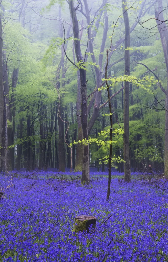 Purple Hyacinth Forest Blooms Dense Misty