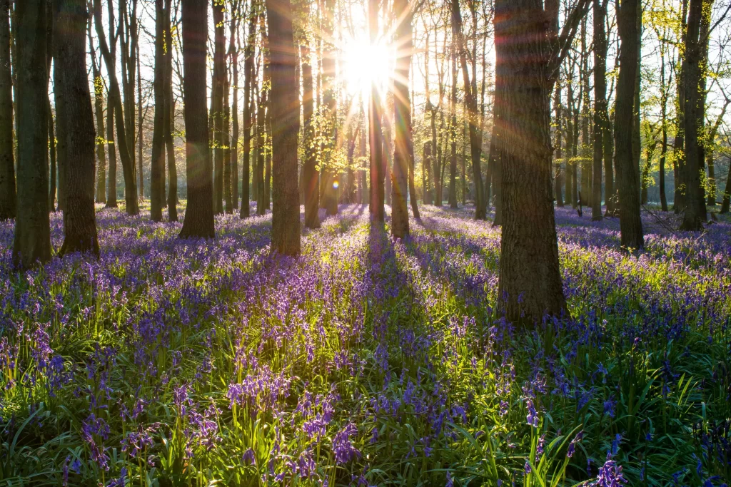 Purple Hyacinth Forest Sunlight Blooms