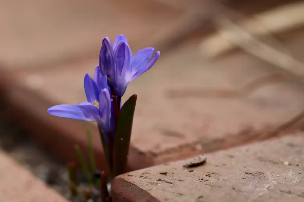 Purple Hyacinth Petals Bloom Brick Texture