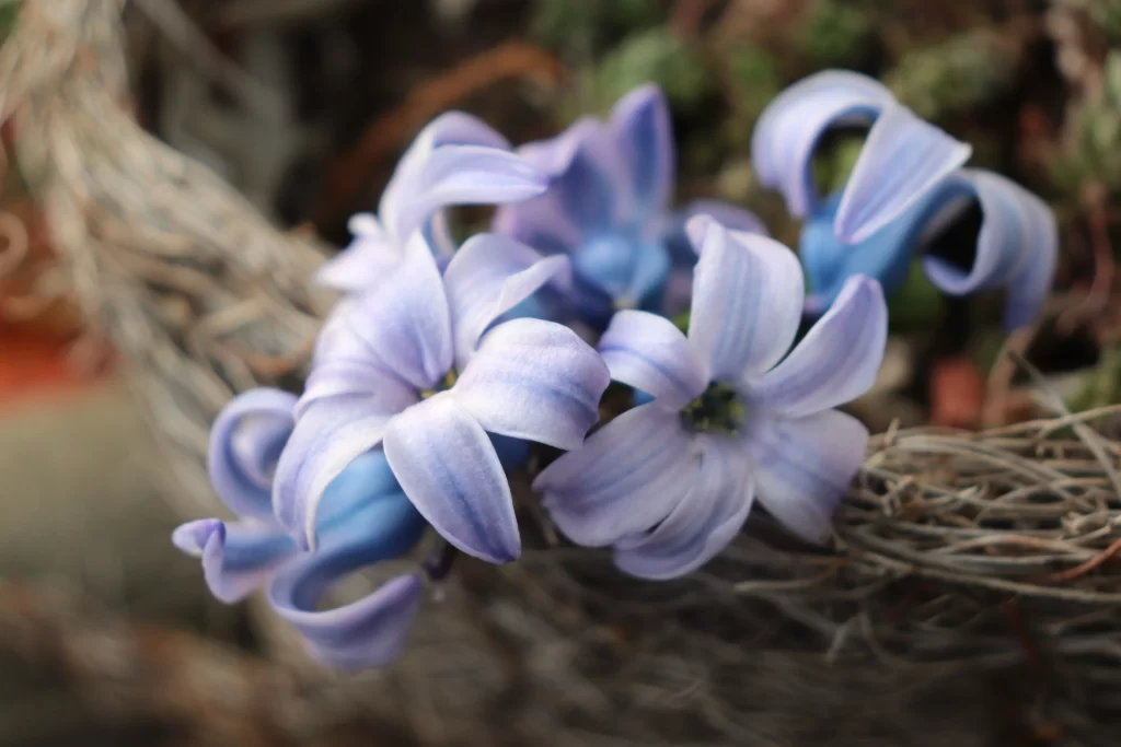 Purple Hyacinth Petals Blooming Nature