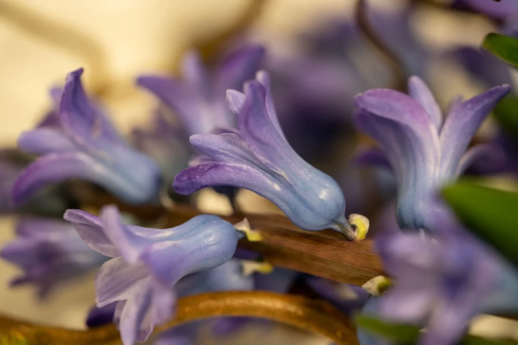 Purple Hyacinth Petals Blooming Soft Focus
