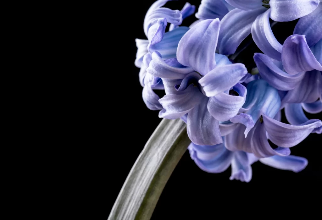 Purple Hyacinth Petals Curved Stem