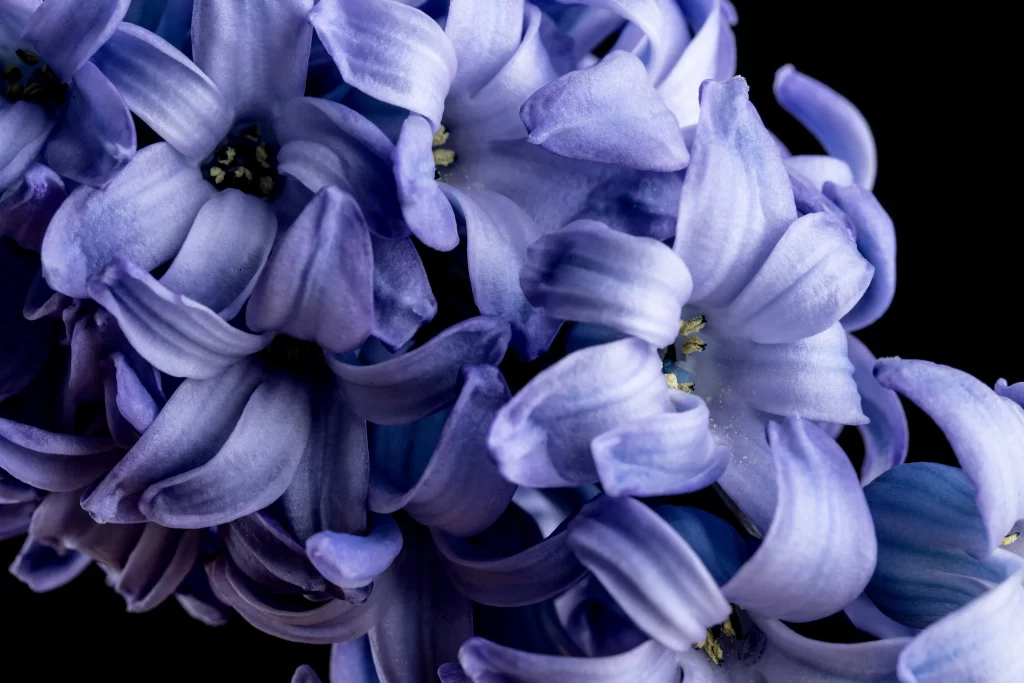 Purple Hyacinth Petals Dense Texture Dark Background