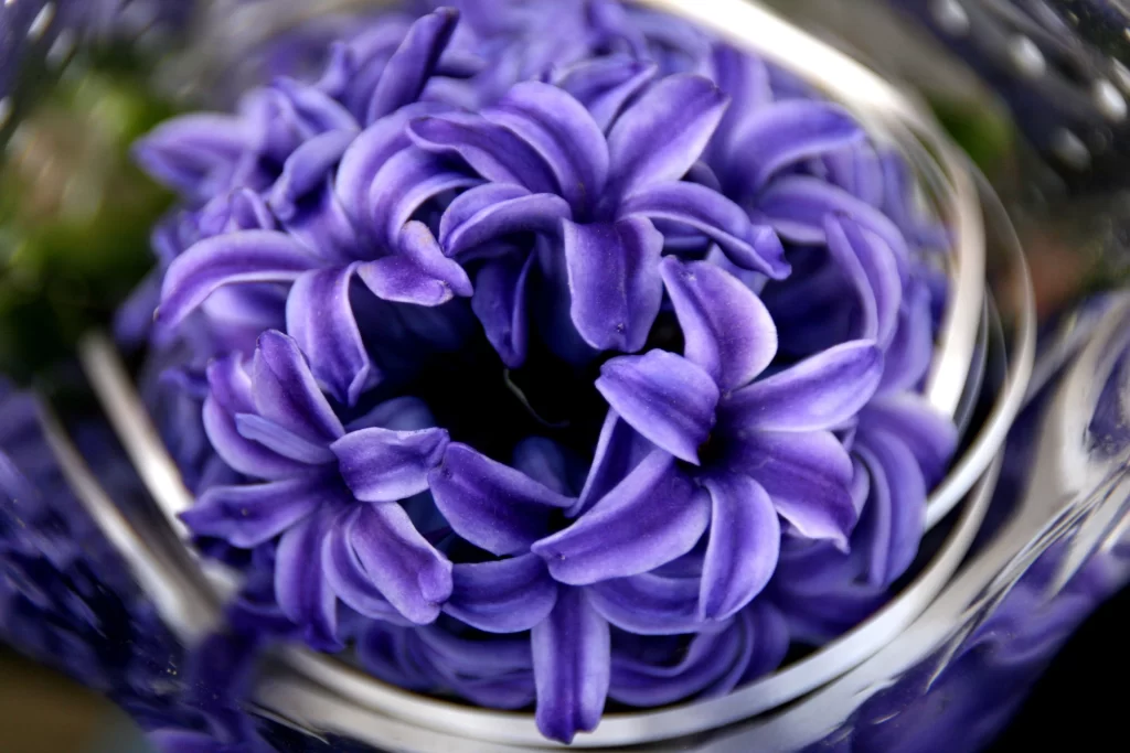 Purple Hyacinth Petals Dense Cluster Vase