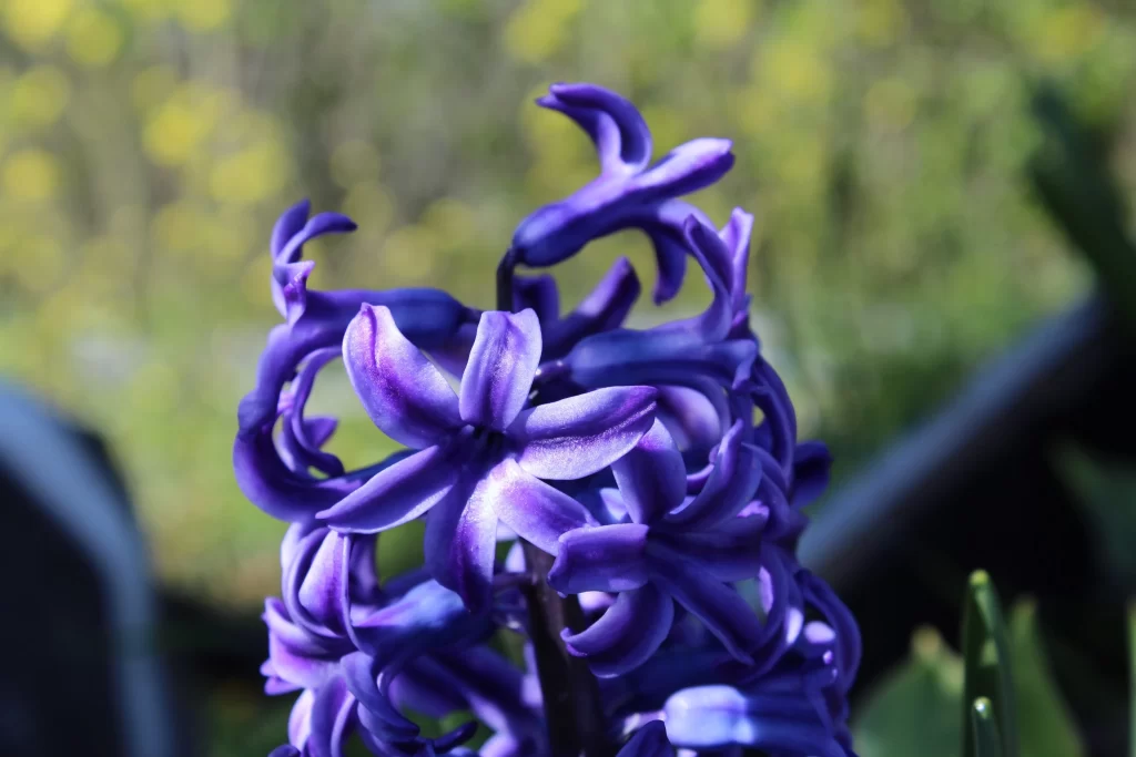 Purple Hyacinth Petals Dense Cluster Sunlight