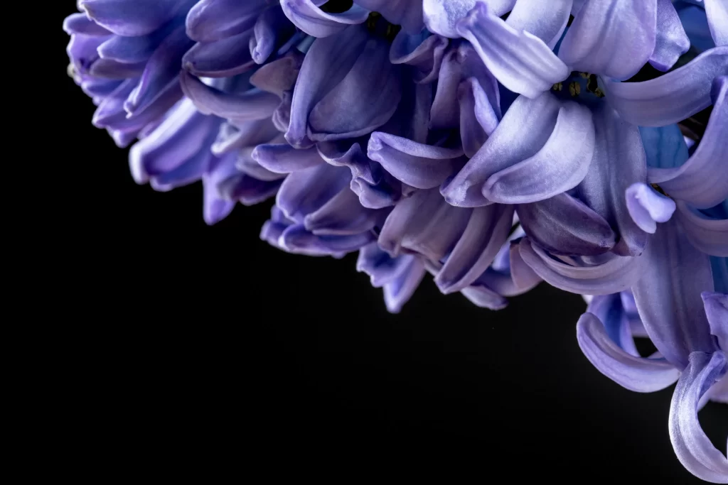 Purple Hyacinth Petals Dense Blooms