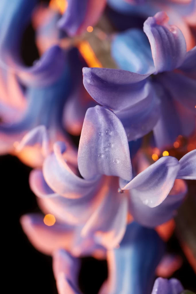 Purple Hyacinth Petals Dewdrops Soft Focus