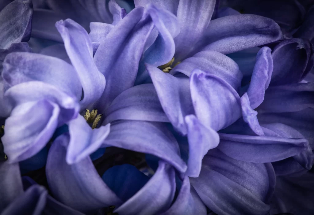 Purple Hyacinth Petals Dense Texture