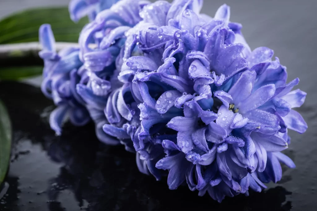 Purple Hyacinth Petals Dewdrops Dark Background