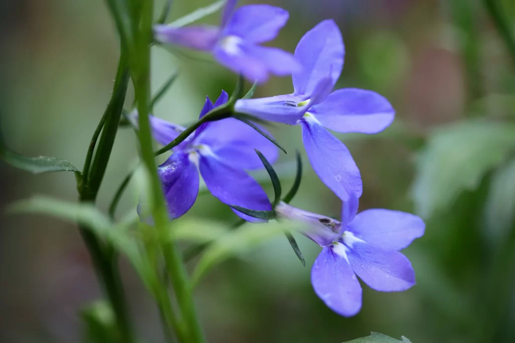 Purple Hyacinth Petals Delicate Green Stems