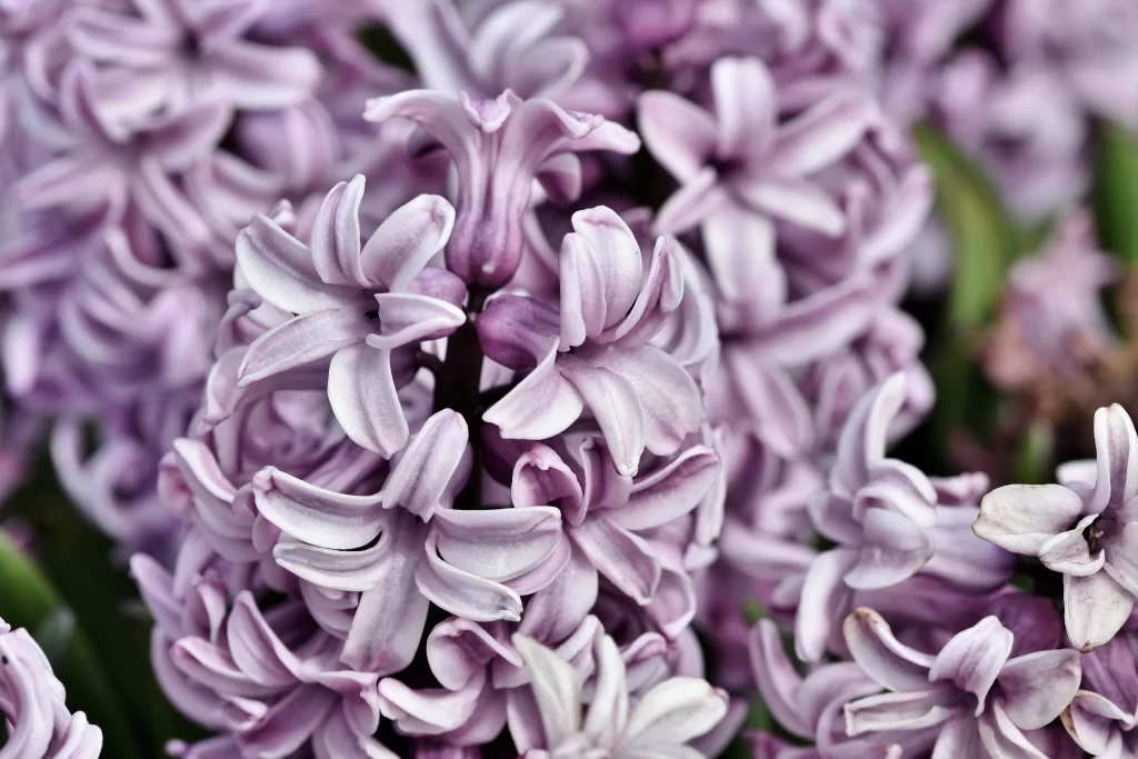 Purple Hyacinth Petals Dense Cluster Fragrant Blooming