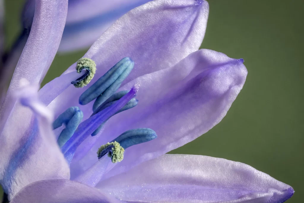 Purple Hyacinth Petals Stamen Pollen