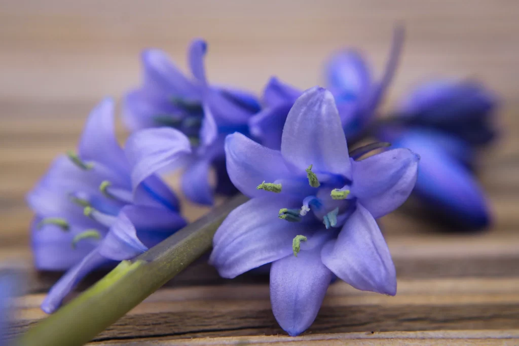Purple Hyacinth Petals Stamen Green