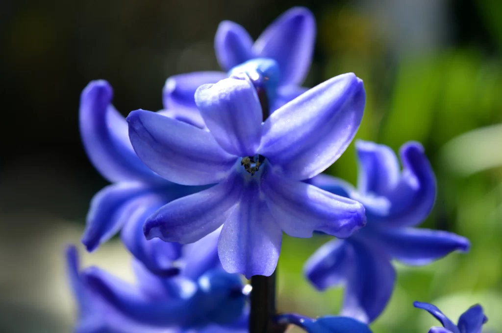 Purple Hyacinth Petals Vibrant Bloom Nature