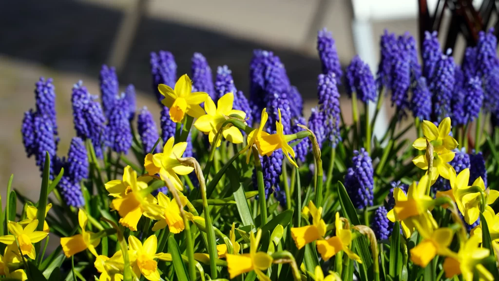 Purple Hyacinth Yellow Daffodil Bright Blooms