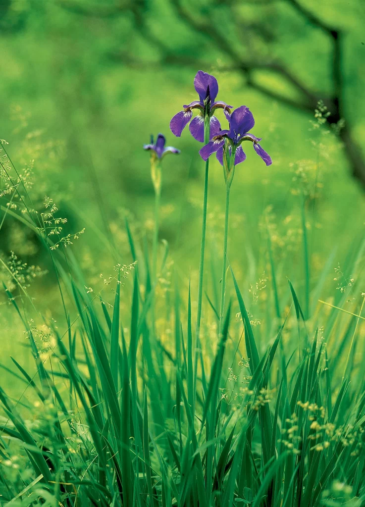 Purple Iris Bloom Petals Grass