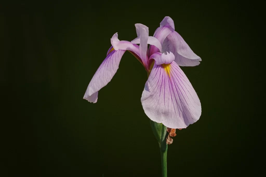 Purple Iris Petals Yellow Center Green Stem