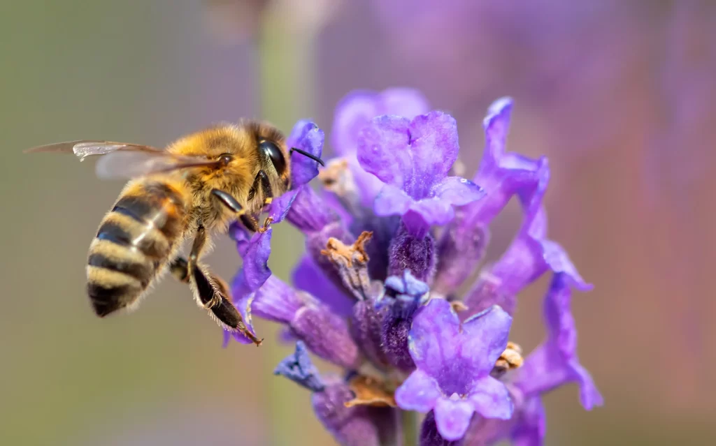 Purple Lavender Bloom Petals warm Bee