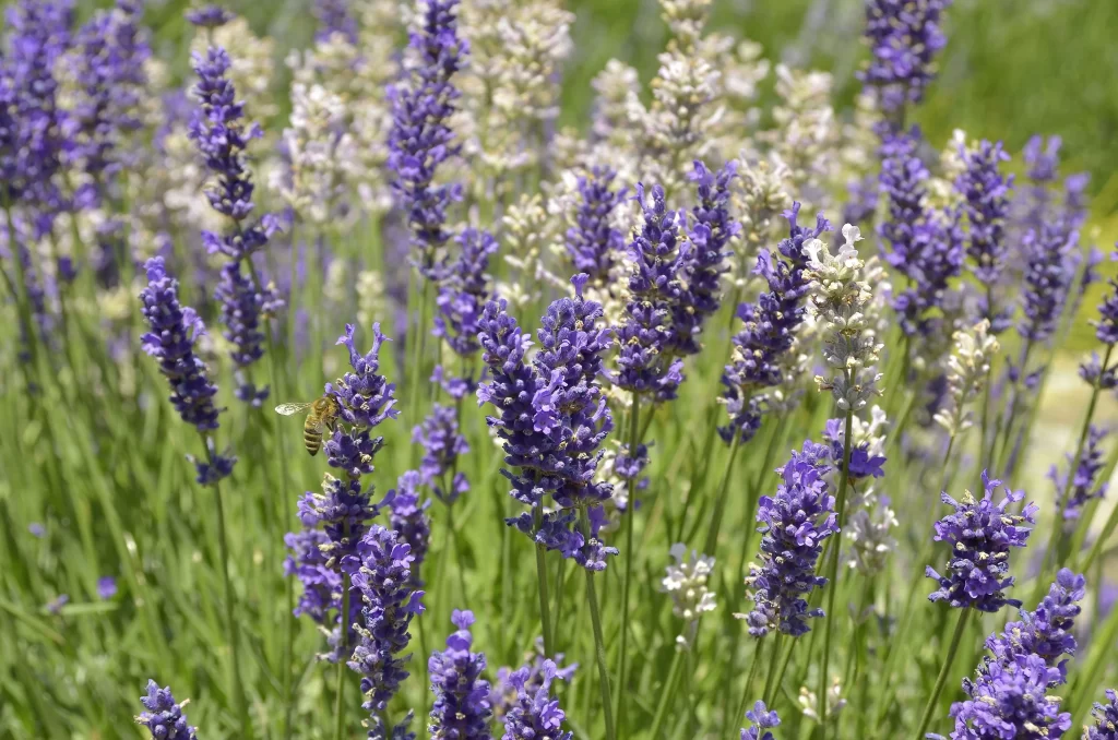 Purple Lavender Bloom Petals Green gray Stems