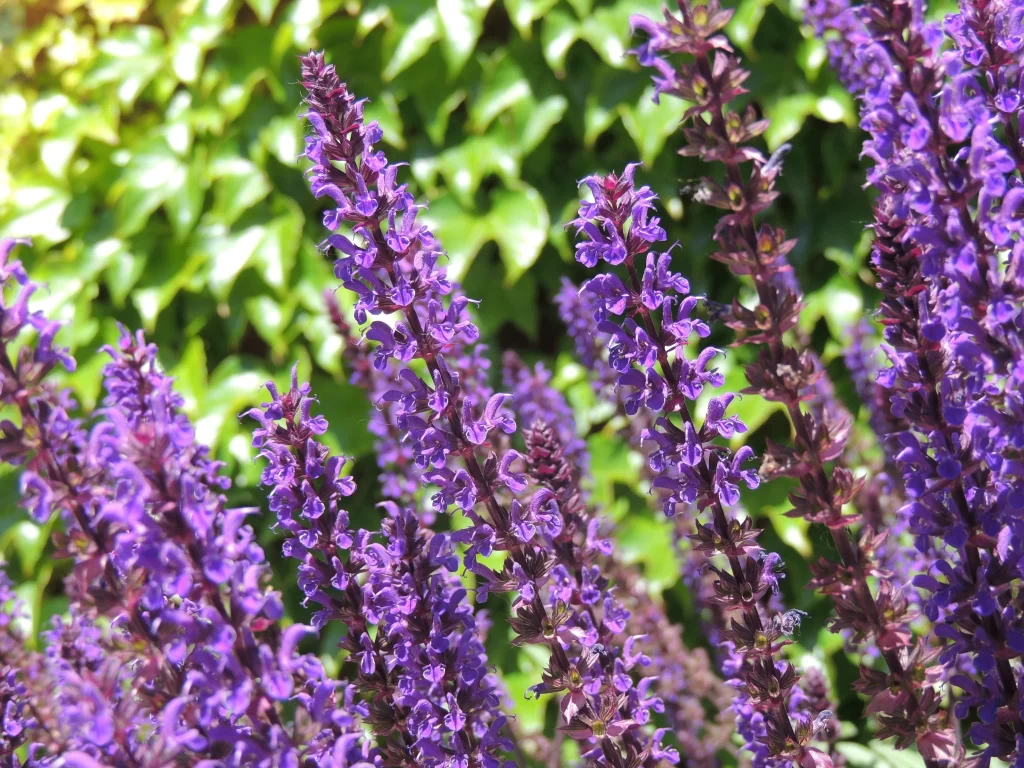 Purple Lavender Bloom Petals gray Greenery