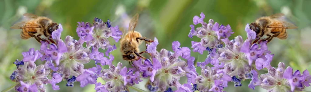 Purple Lavender Bloom Petals gray Bees