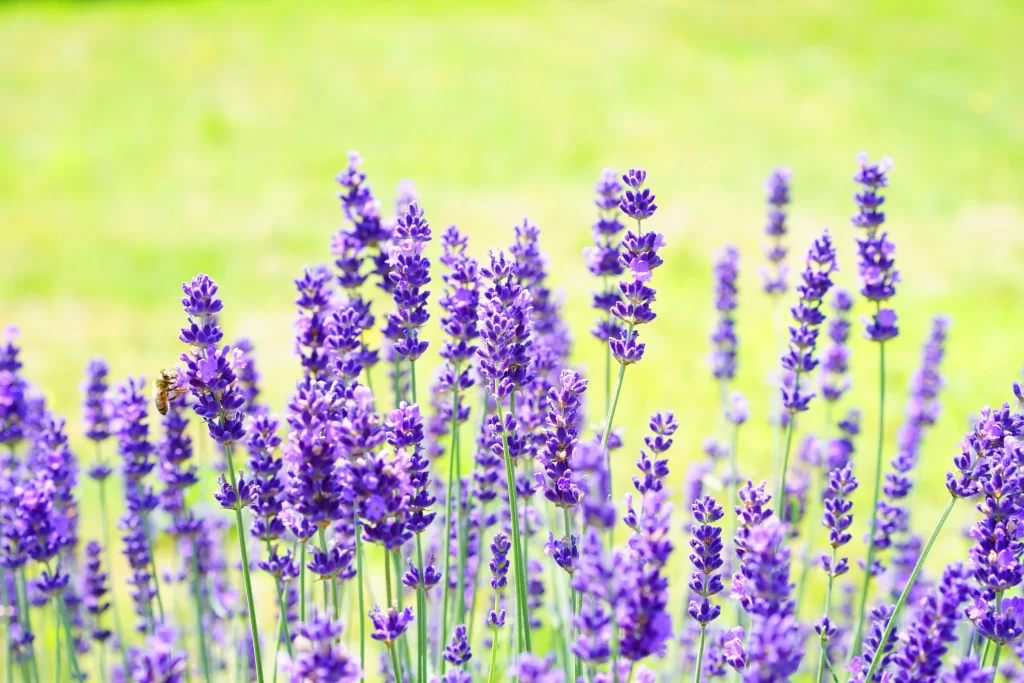 Purple Lavender Bloom Petals warm Field