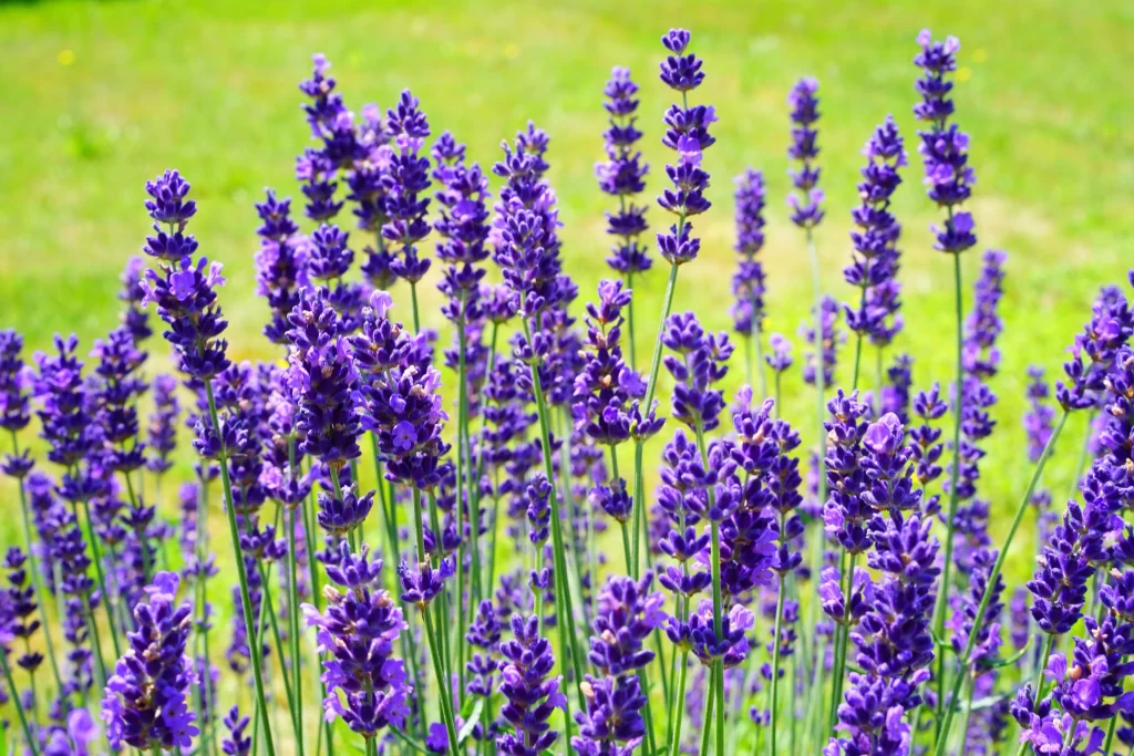 Purple Lavender Bloom Petals Stalks Green
