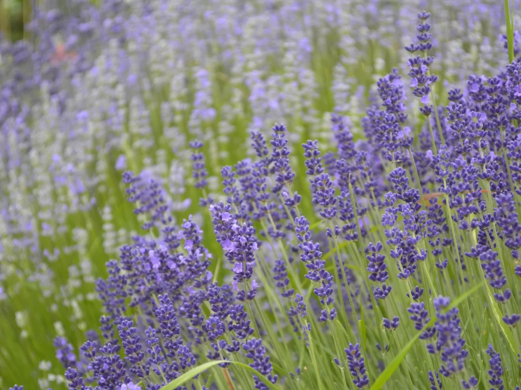 Purple Lavender Bloom Petals Green gray Stems