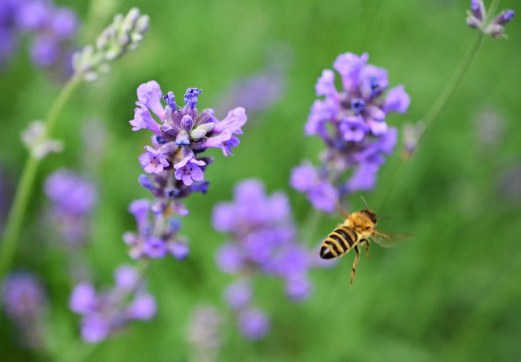 Purple Lavender Bloom Petals warm Greenery