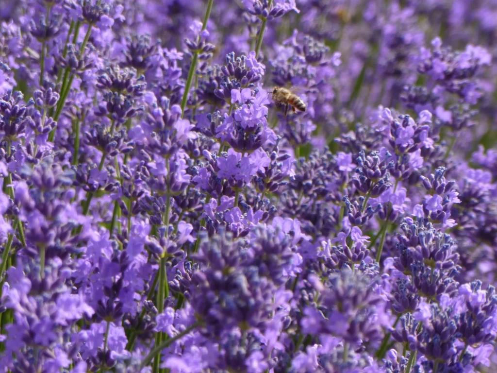 Purple Lavender Bloom Petals cool Bee