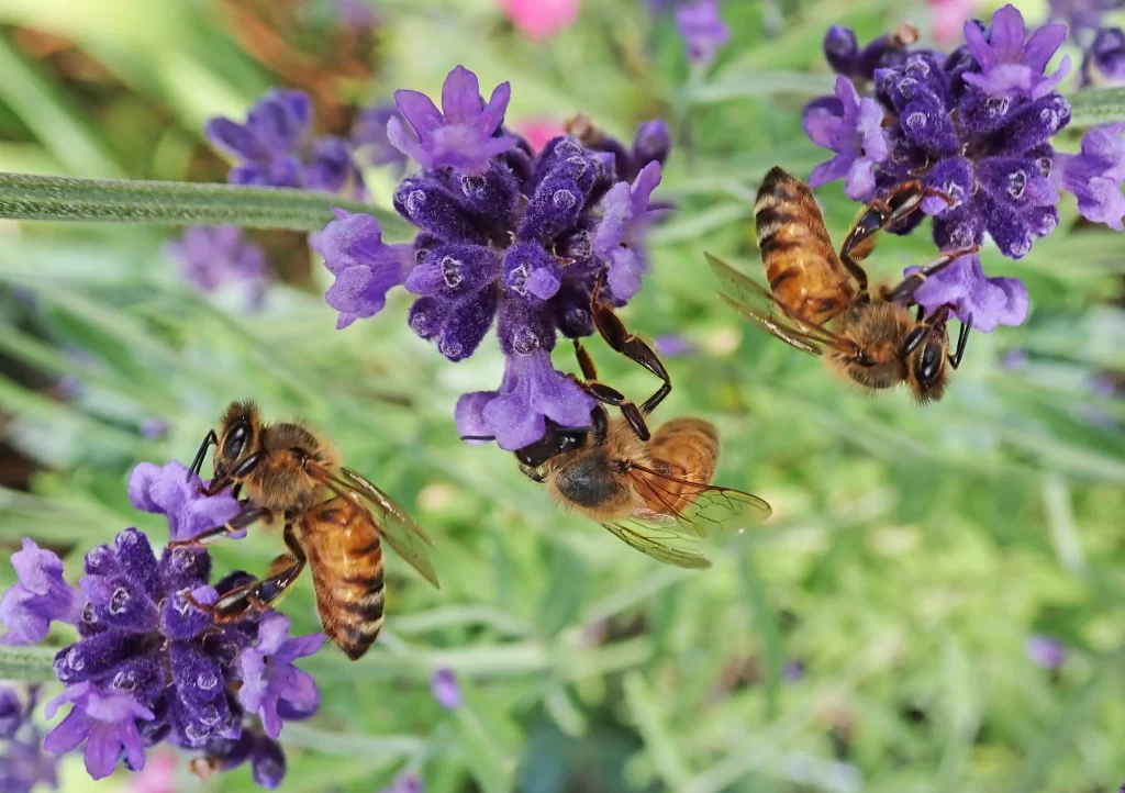Purple Lavender Bloom Petals gray Bees