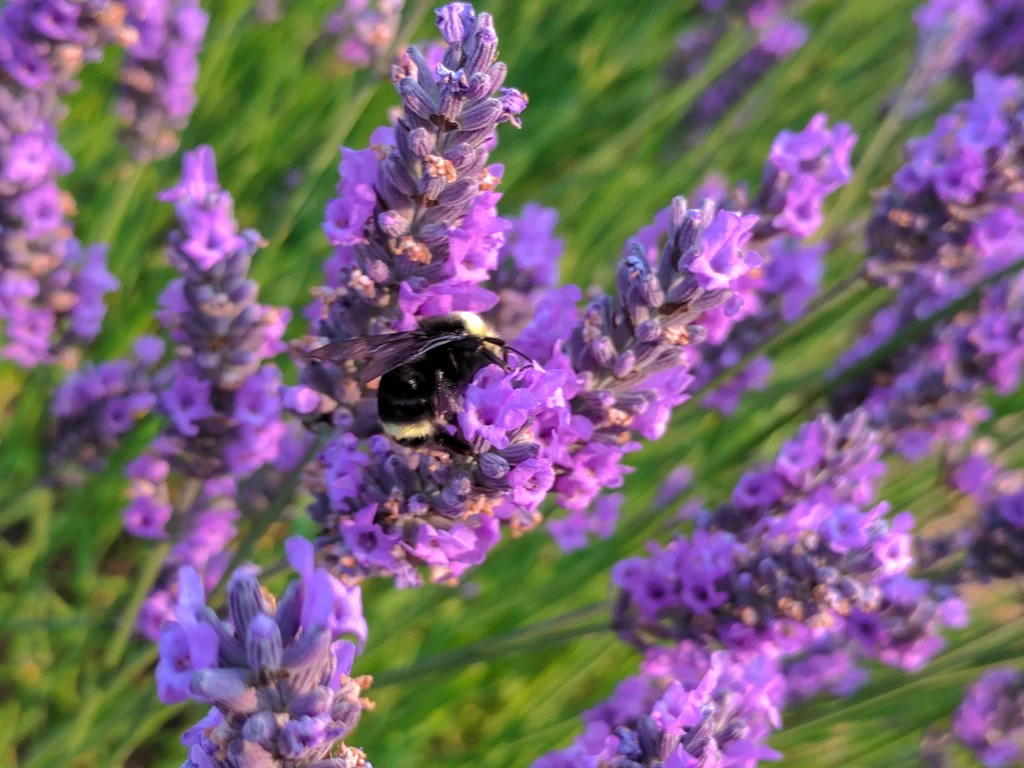 Purple Lavender Bloom Petals gray Bee