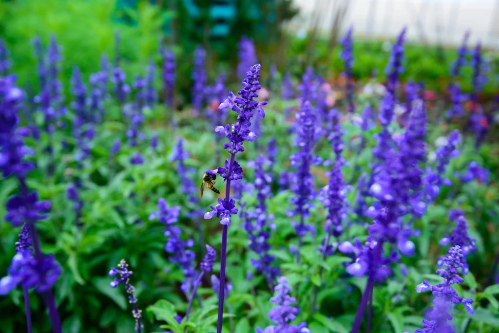 Purple Lavender Bloom Petals cool Garden