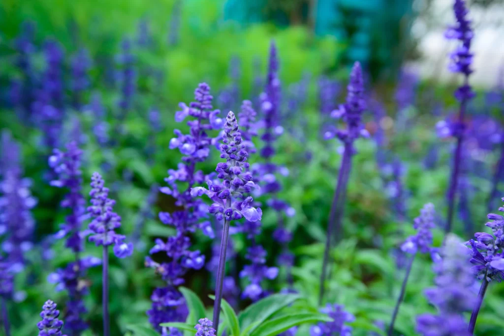 Purple Lavender Bloom Petals cool Greenery