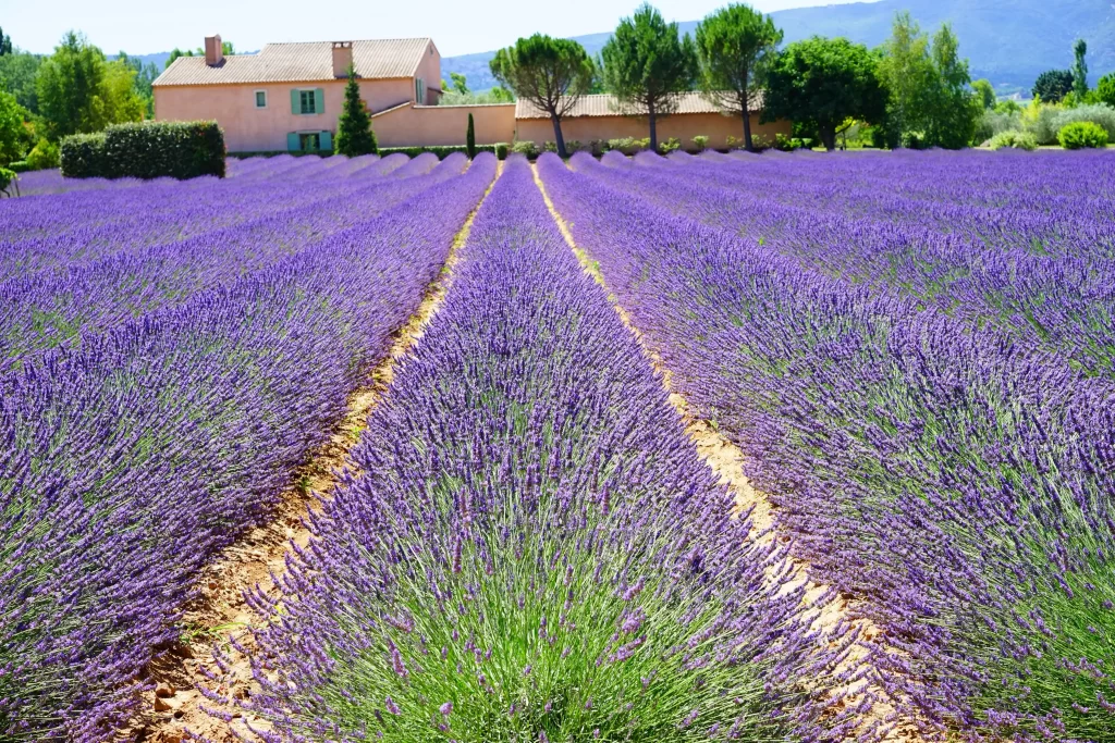 Purple Lavender Bloom Rows gray Greenery