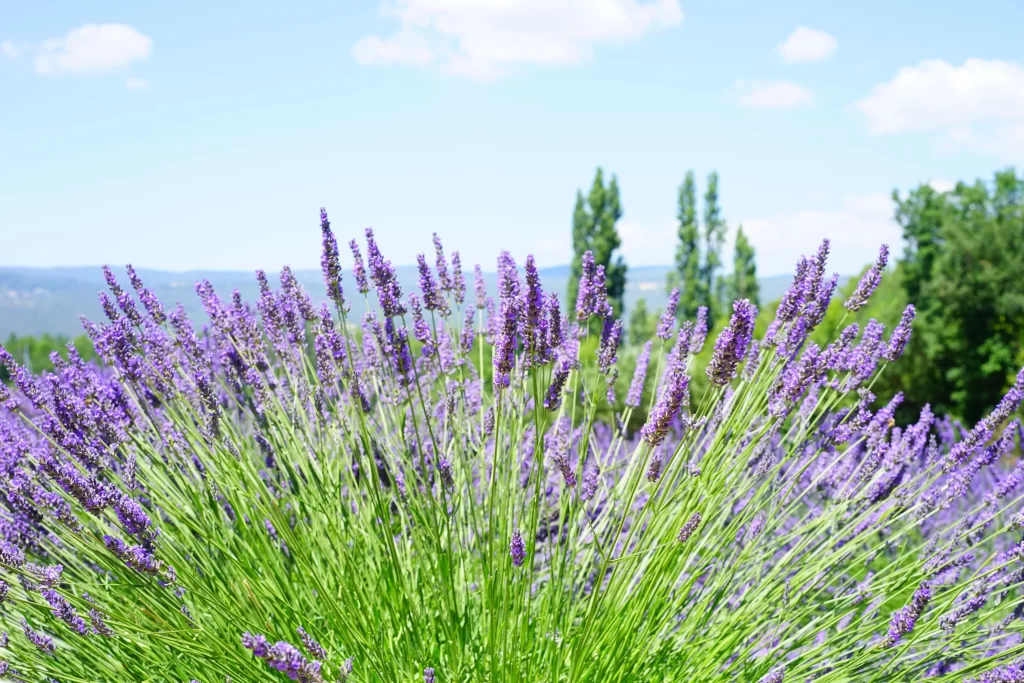Purple Lavender Bloom Stalks Greenery Sky