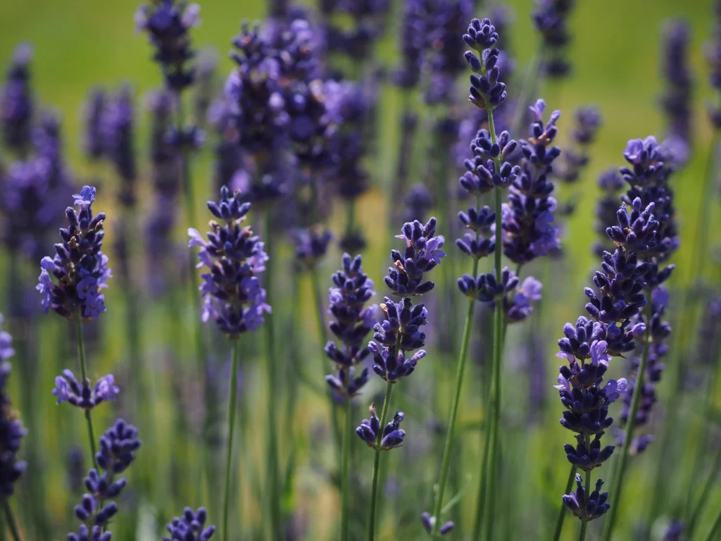 Purple Lavender Bloom Stalks gray Greenery