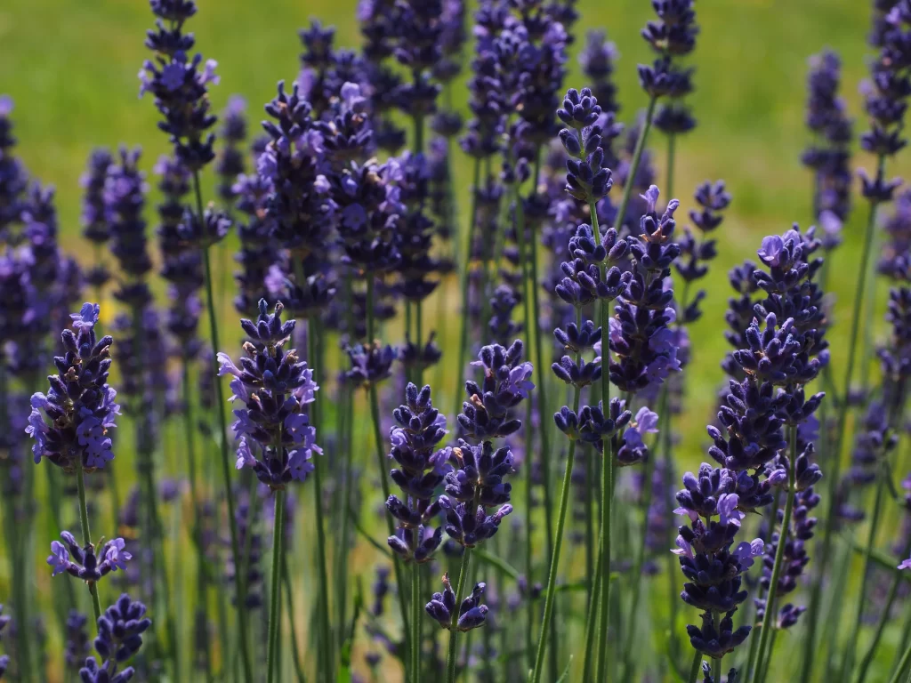 Purple Lavender Bloom Stems Greenery