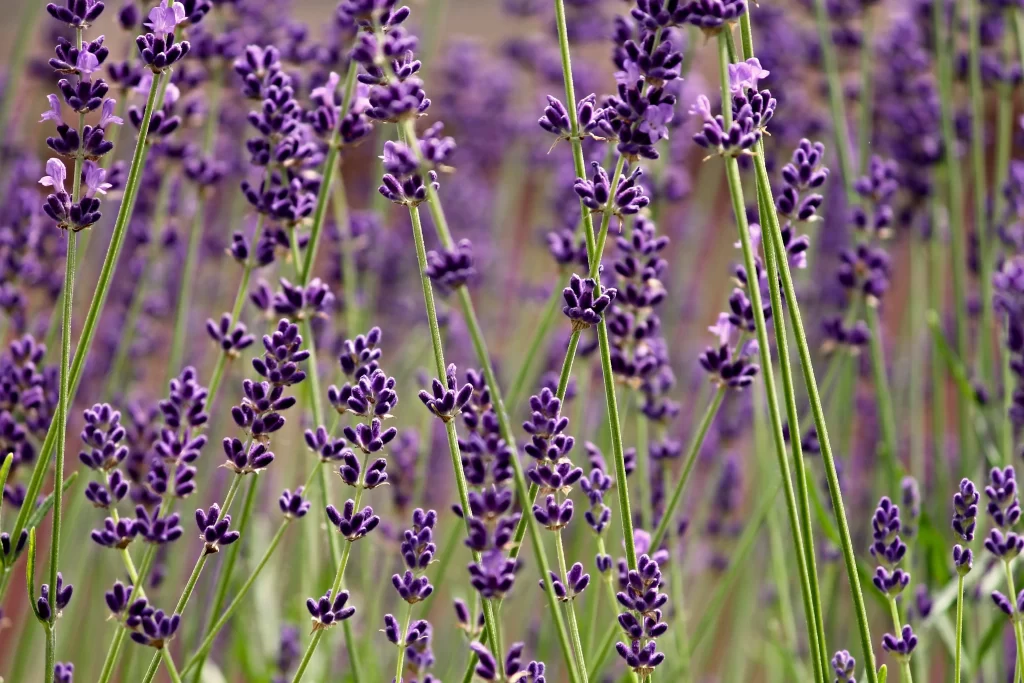 Purple Lavender Bloom Stems Green