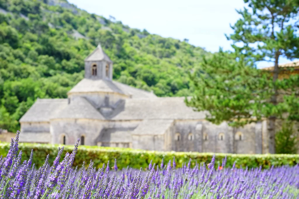 Purple Lavender Blooms Field gray Greenery