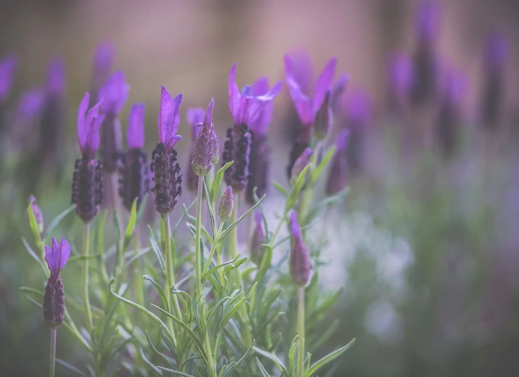 Purple Lavender Blooms Petals Stalks Greenery