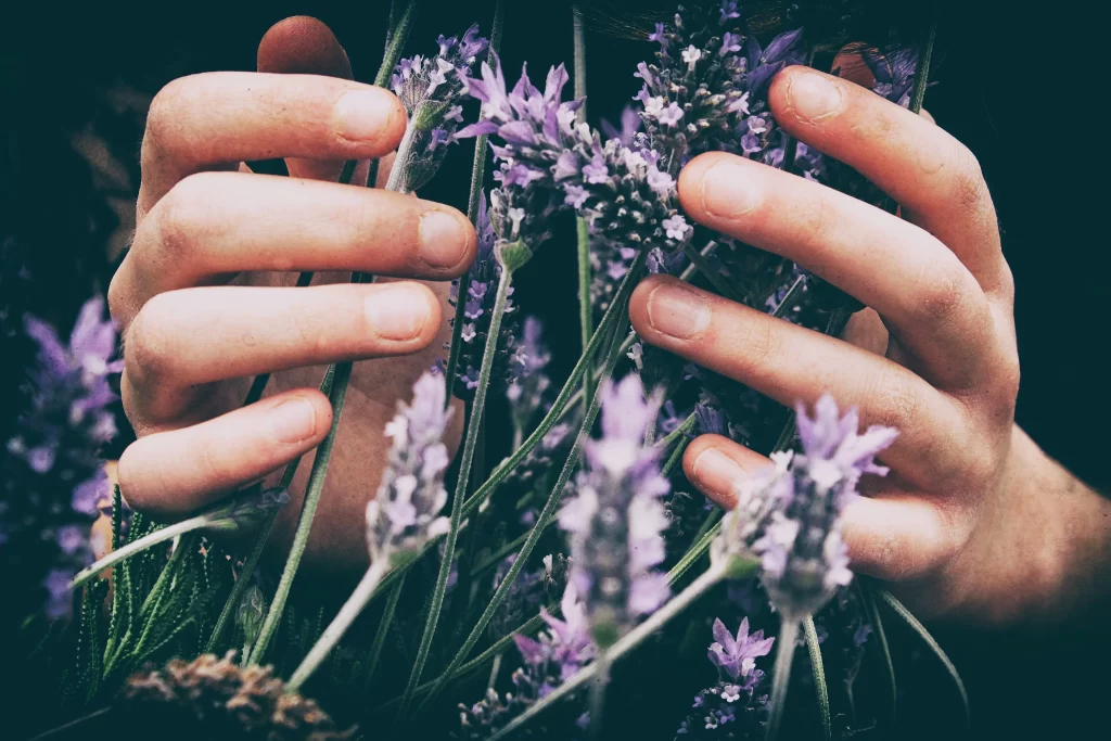 Purple Lavender Blooms Stems Green