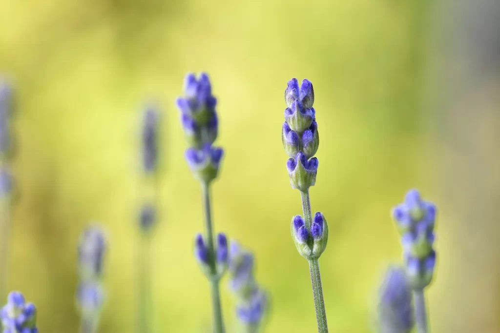 Purple Lavender Bud Stalk Green Background