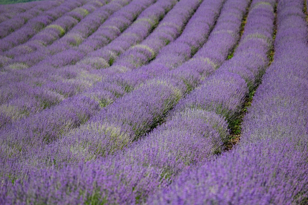 Purple Lavender Bushes Blooming cool Rows