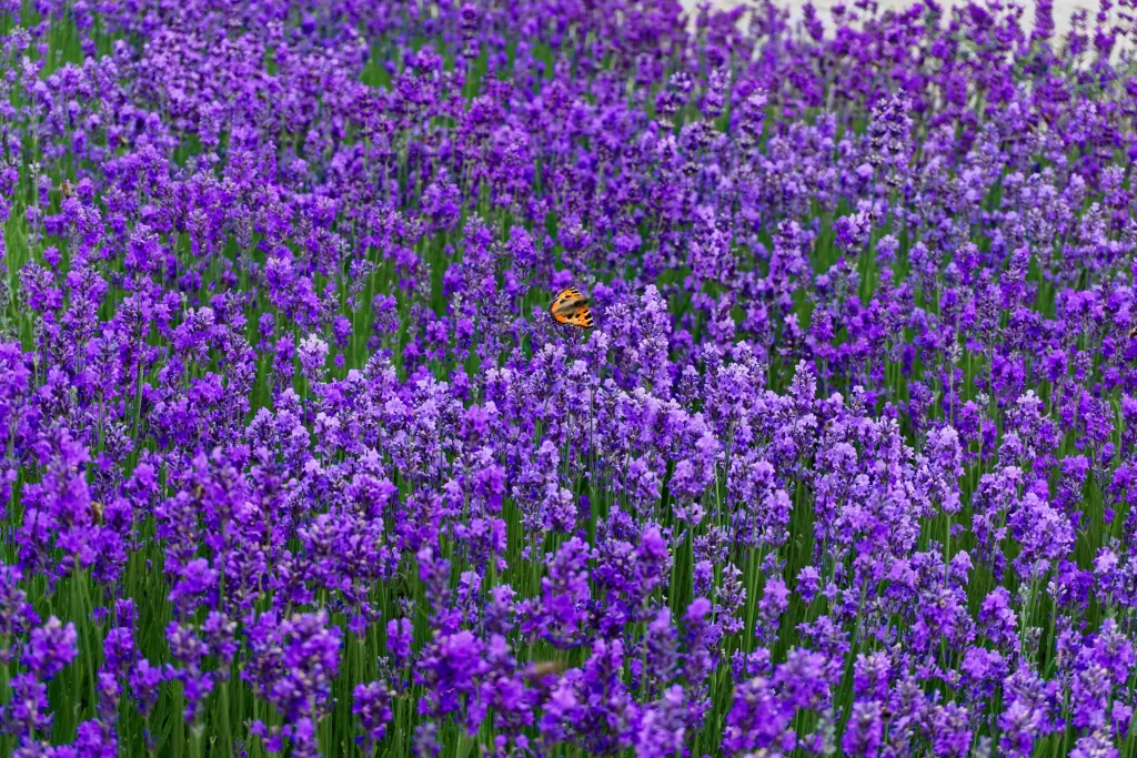 Purple Lavender Bushy Dense cool Greenery