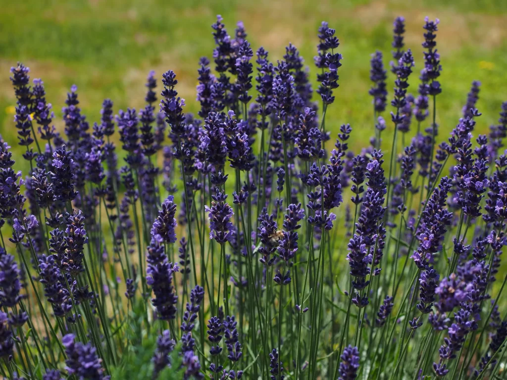 Purple Lavender Bushy Tall Blooms Green