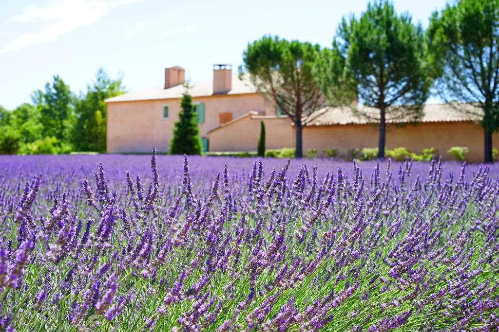 Purple Lavender Field Blooms gray Greenery